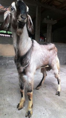 paket aqiqoh jasa aqiqoh bantul tidak prengus